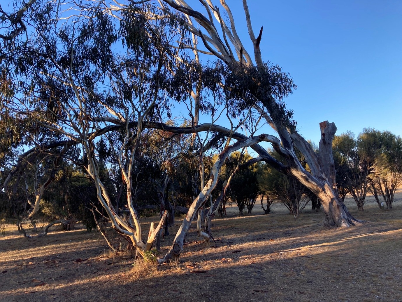 Discovery Lagoon Campground - Trees Leaning Away From Salt